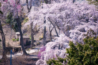 画像：久遠寺枝垂れ桜